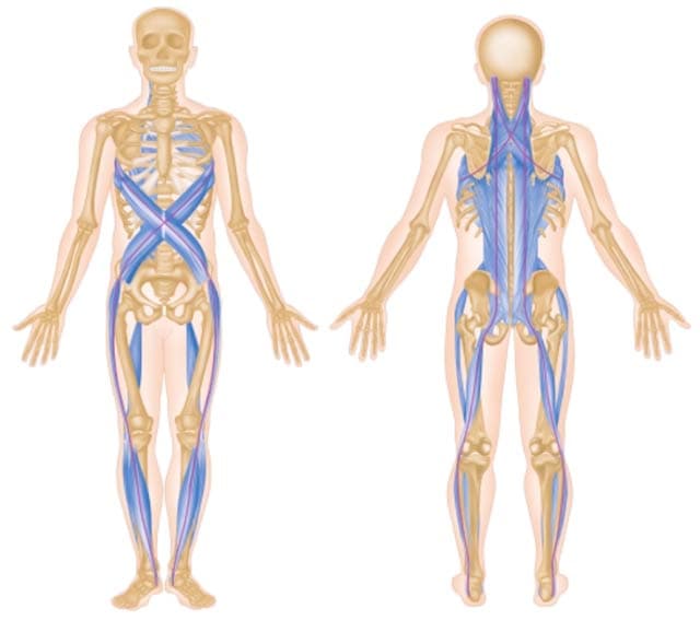 gluteus-minimus